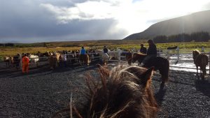 Horse Trek